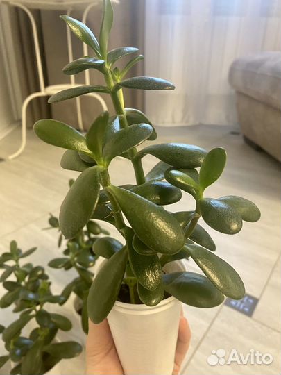 Толстянка,крассула,денежное дерево