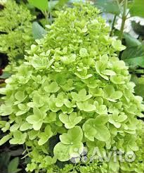 Гортензия - новая королева сада