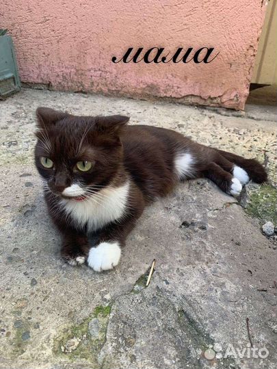 Кошка в дар бесплатно