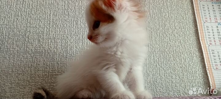 Котята, 2 девочки