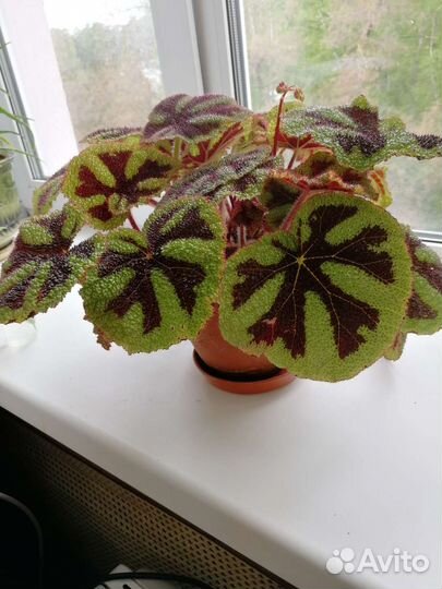 Комнатные растения