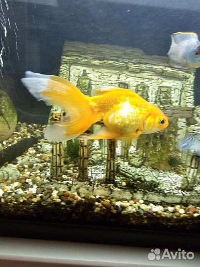Золотая рыбка