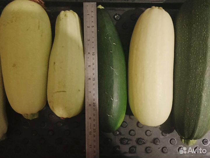 Тебе кабачек нужен )