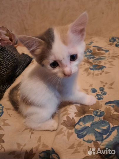Кошки в добрые руки бесплатно