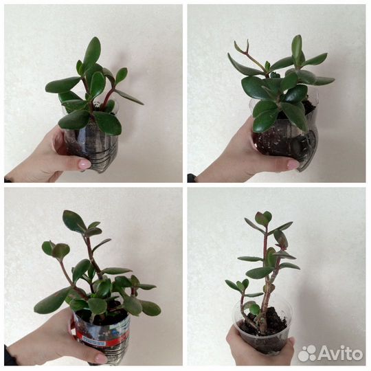 Комнатные растения, цветы, денежное дерево