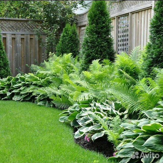 Папоротники