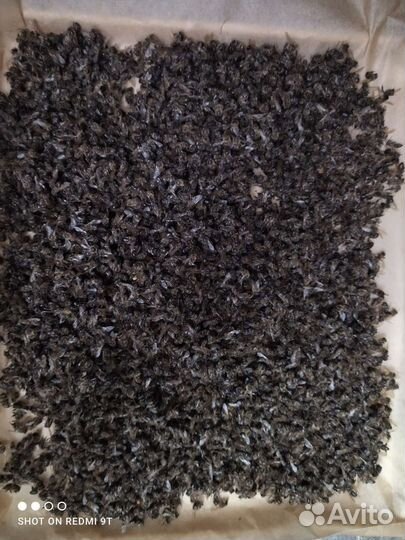 Пчелиный подмор настойка