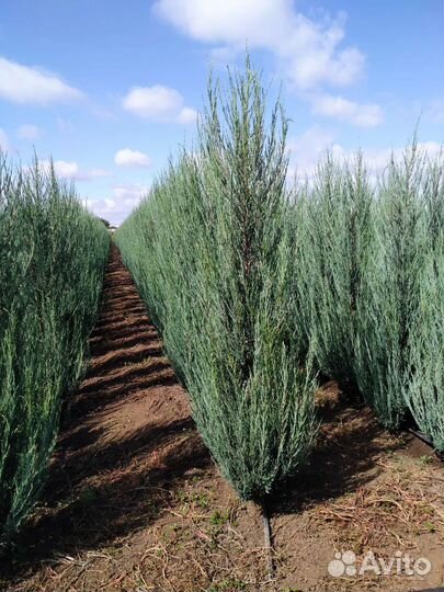 Можжевельник блю эрроу