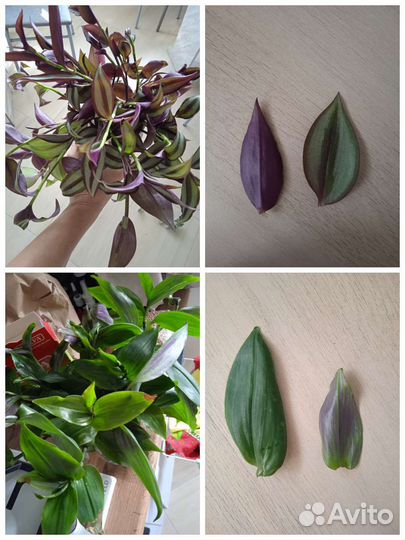 Черенки традесканции