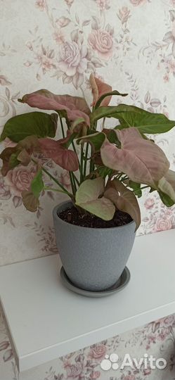 Сингониум неон