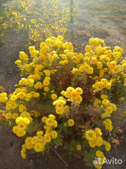 Хризантема