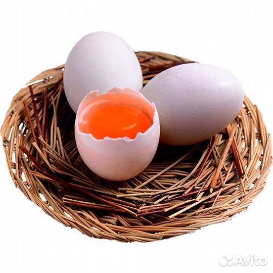 Домашние утинные яйца