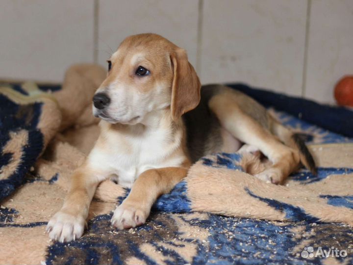 Щенки метисы русской гончей