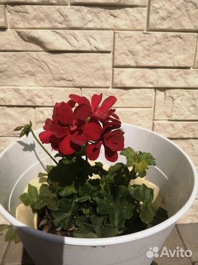 Герань пеларгония(большой выбор сортов)