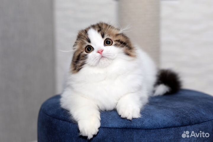 Шотландская вислоухая красавица