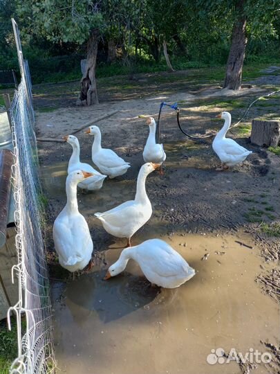 Гусь домашний