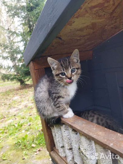 Кошка в дар