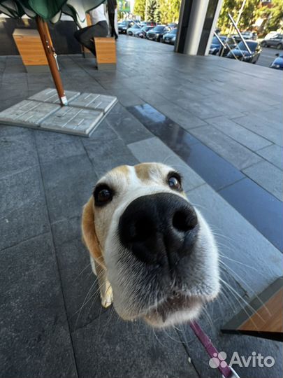 Ошейник для собак