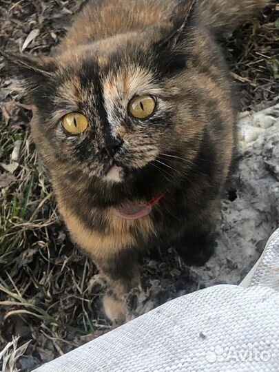Кошечка