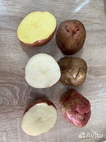 Картофель домашний (картошка)