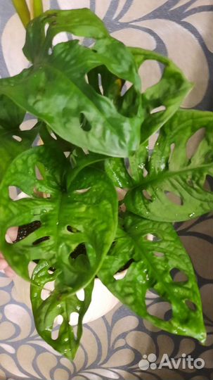Монстера адансона, филодендрон хвост дракона