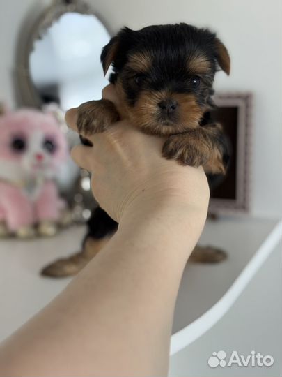 Йорк мальчик