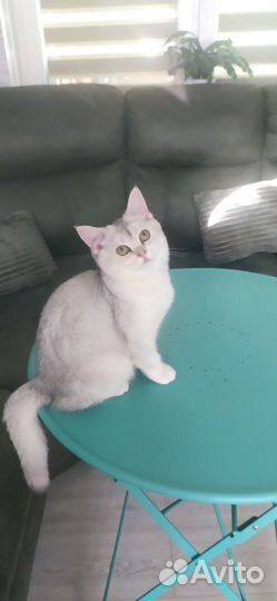 Котята шиншилята