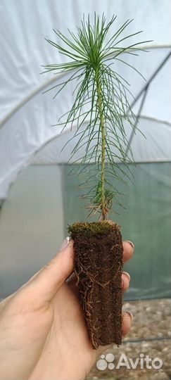 Сосна Обыкновенная/Pinus sylvestris