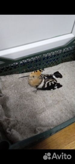 Куда пристроить птичку - удод