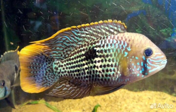 Акара Бирюзовая (подростки)