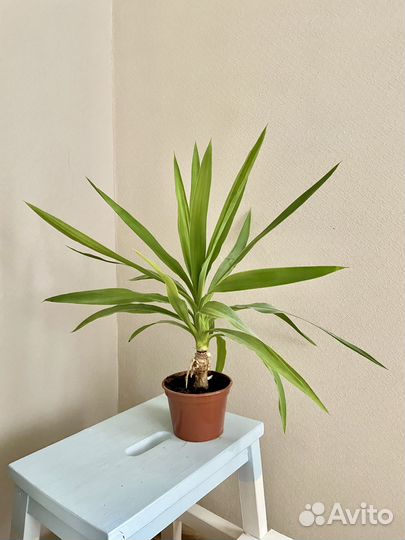 Пальма Юкка