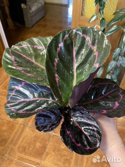 Комнатные растения