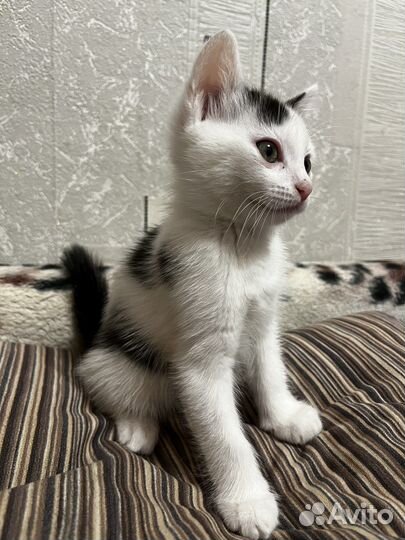 Котята бесплатно