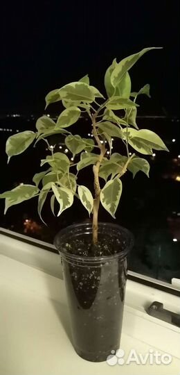 Фикус Бенджамина
