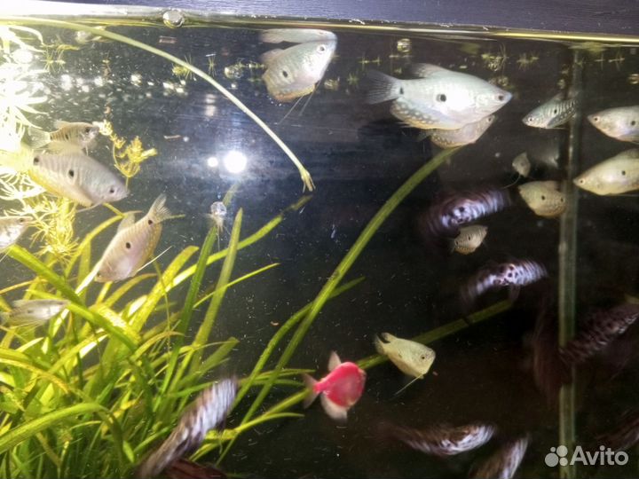 Корм для рыбок аквариумных