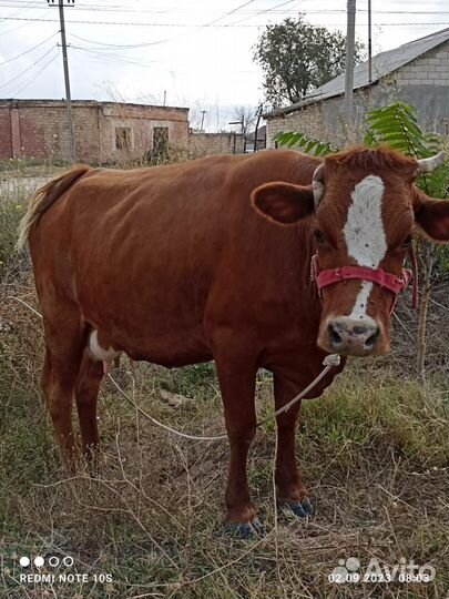 Корова дойная