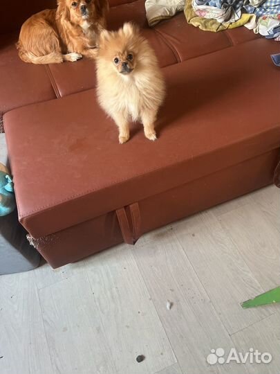 Щенки шпица