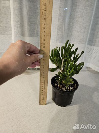 Крассула хоббит толстянка денежное дерево