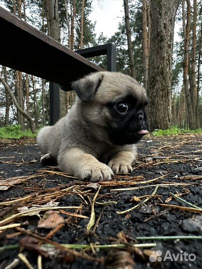 Щенки мопса девочка