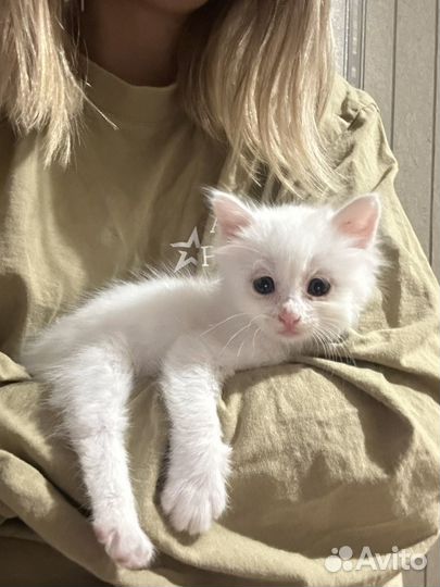 Отдам котенка