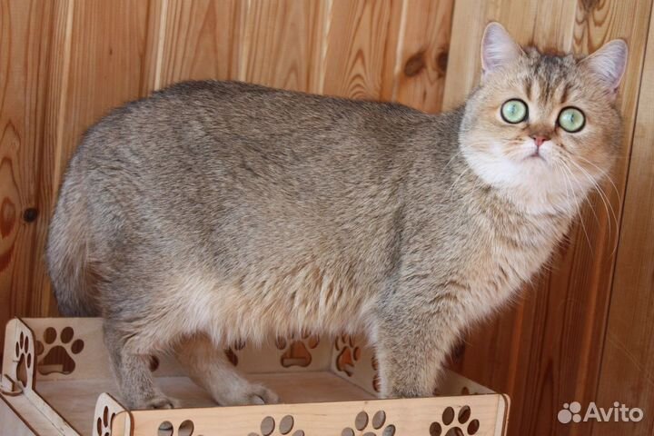 Родились котята от этой прекрасной пары