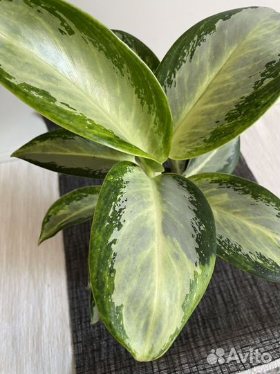 Аглаонема Сильвер Блю 12/35