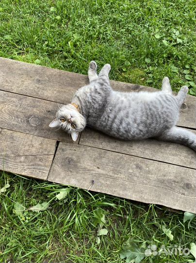 Шотландская кошка