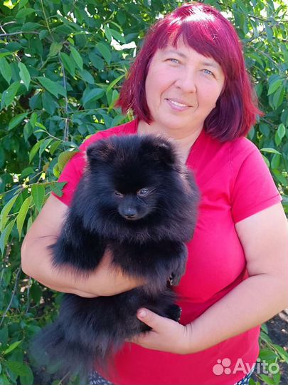 Щенки шпица