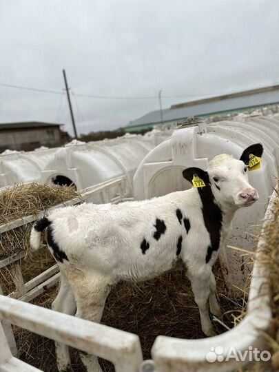 Телята и бычки для откорма