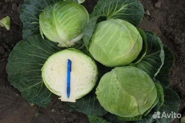 Рассада капусты