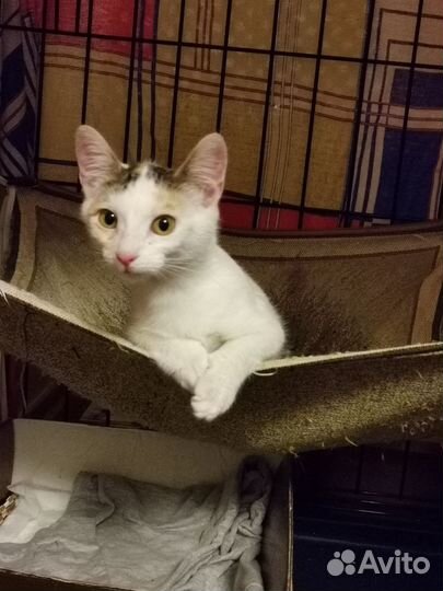 Котенок девочка