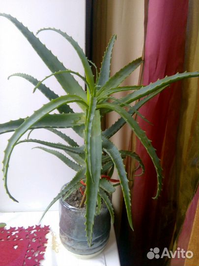 Алоэ больше 5 лет