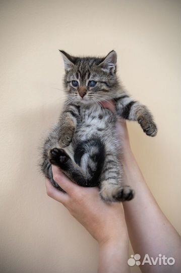 Котенок особенный