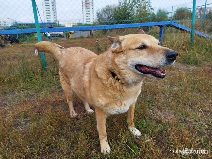 Собаке нужен дом